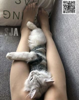 爱情公寓5在线观看